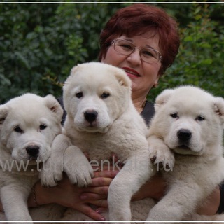 АЛАБАЙ TURKMEN KALA | Собаки породы САО | Туркменский волкодав