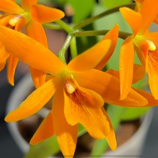 Зеленый свет/Озеленение и комплексный уход