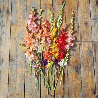 ZLAYA VEDMA & her plans