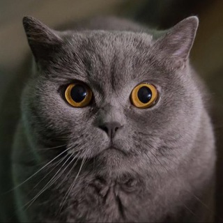 КОШАЧЬИ приколы