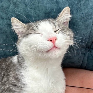 Творческие Инвестиции 🌳