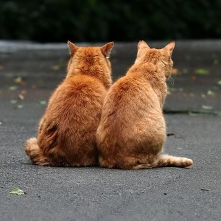 Два кота, четыре уха