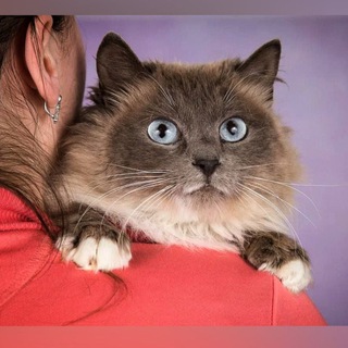 КОТАлог Дараевой