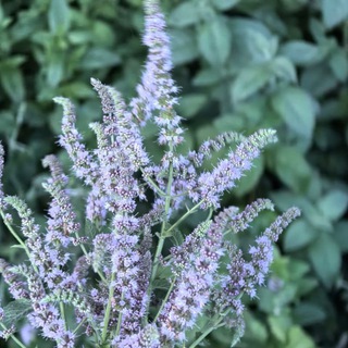 Уголок Мяты 🌿 Пряные травы и комнатные