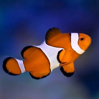 Морская аквариумистика🦀🐟🦐🐠🪸