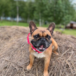 Свинья на ножках🐽🐷