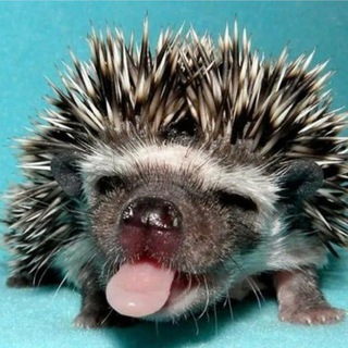 Точка с юмором