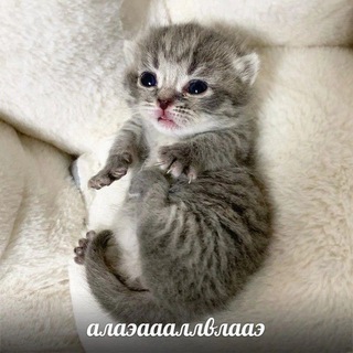 Meow meow и не только