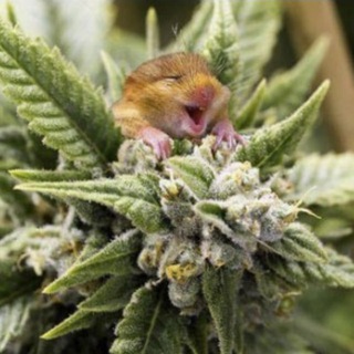 САД И ОГОРОД Препараты и растения🌳🪜🍎🍐🍇