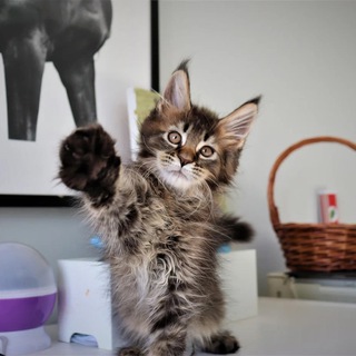 Хроники пушистых мейн-кошек: Урсула, Анибозия и Фортуна