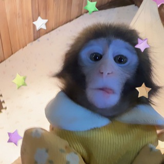 манке брадки