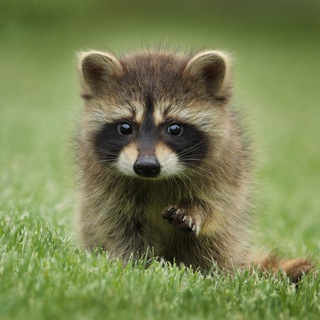 Ушастые Проделки 🐰