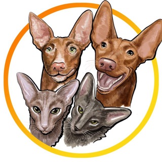 Ушастики.Живи.Нск