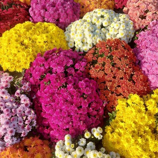 Усс_хризантем