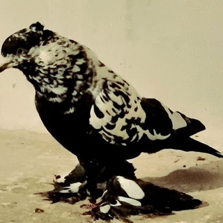 Andijon toza zot kabutarlari🕊🕊🕊🕊