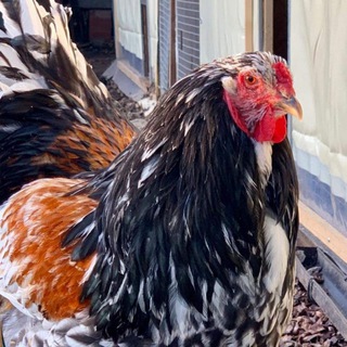 𝔹ℝ𝔸ℍ𝕄𝔸_ᵏˡᵘᵇ_𝕌ℤ