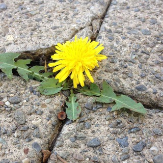 Корни в бетоне / Ландшафтный дизайн