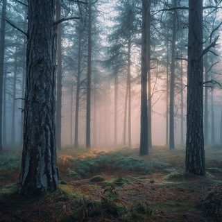 В объятиях тумана🪰