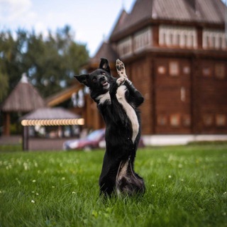 борде-аусинные морды