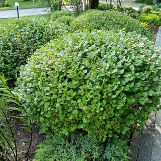 Ваш милый сад 🌼