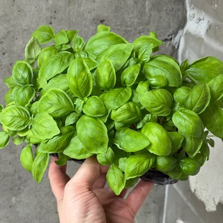 «Ваша зелень» SP