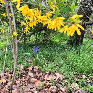 Васса Ларина