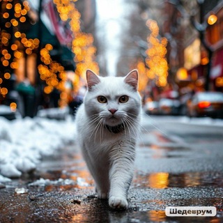 Алиша Хамстори