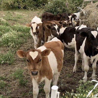 Vegan Community Moscow | Веганское сообщество Москвы