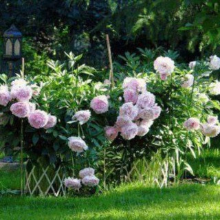 ДАЧНЫЕ ПРЕМУДРОСТИ