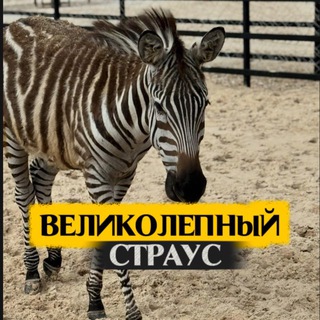 Великолепный страус | Страусиная ферма & Кафе