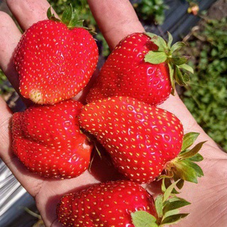 Велиткевичи