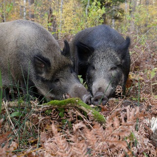 Вепри и их друзья