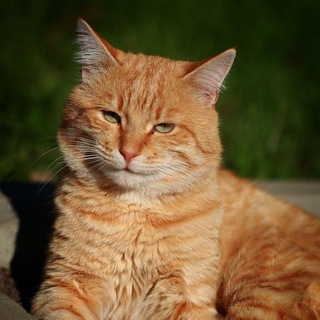 Вера в чудо