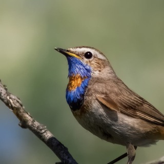 Veretel. | Человек в маскхалате