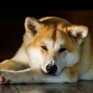 Приют «Верность»