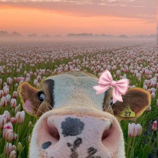 Веселые и пушистые