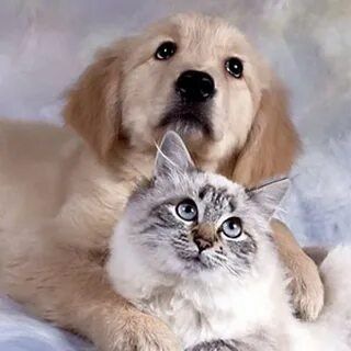 Мир животных