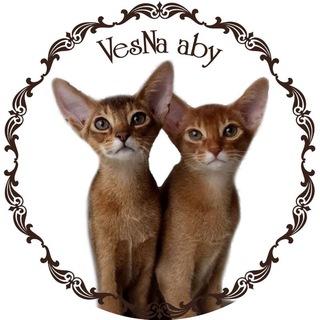 Питомник абиссинских кошек VesNa_aby