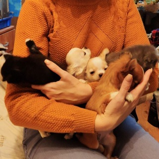 Ветеринарка 24/7/365🐩🐈