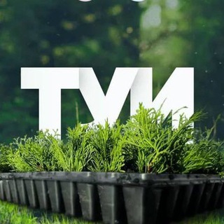 VETKI.BIZ (ВеткиБиз) Туя оптом от производителя