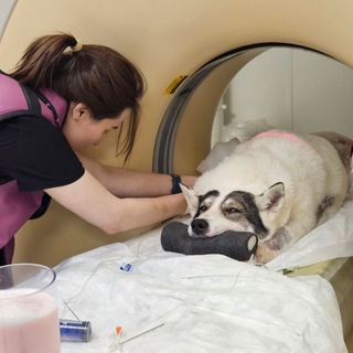 Ветеринарная жизнь