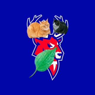 ВГИК | ТОРПЕДО