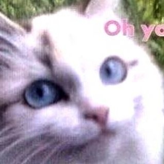 💎 VIBE MEMES 💎