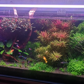 Аквариумные растения СПб 🪷