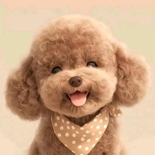 Пушистые собаки