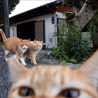 милые видео с котиками