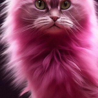 Котики Собаки