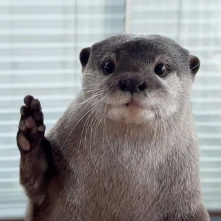 выдры и мемы 🦦