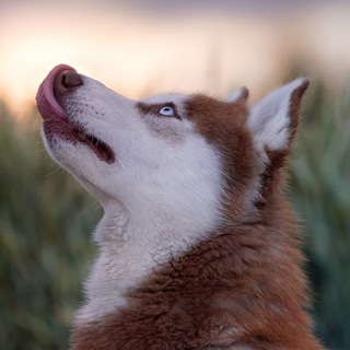 Жизнь с рыжей хаски