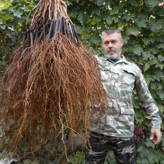 Виноград Сергея Мансурова 🍇🍇🍇